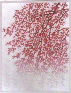 Weeping Cherry Blossoms 6 枝垂れ桜 6