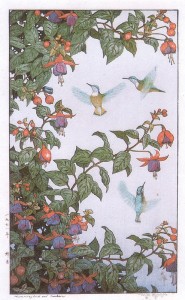 Hummingbird and Fuchsia 蜂雀 